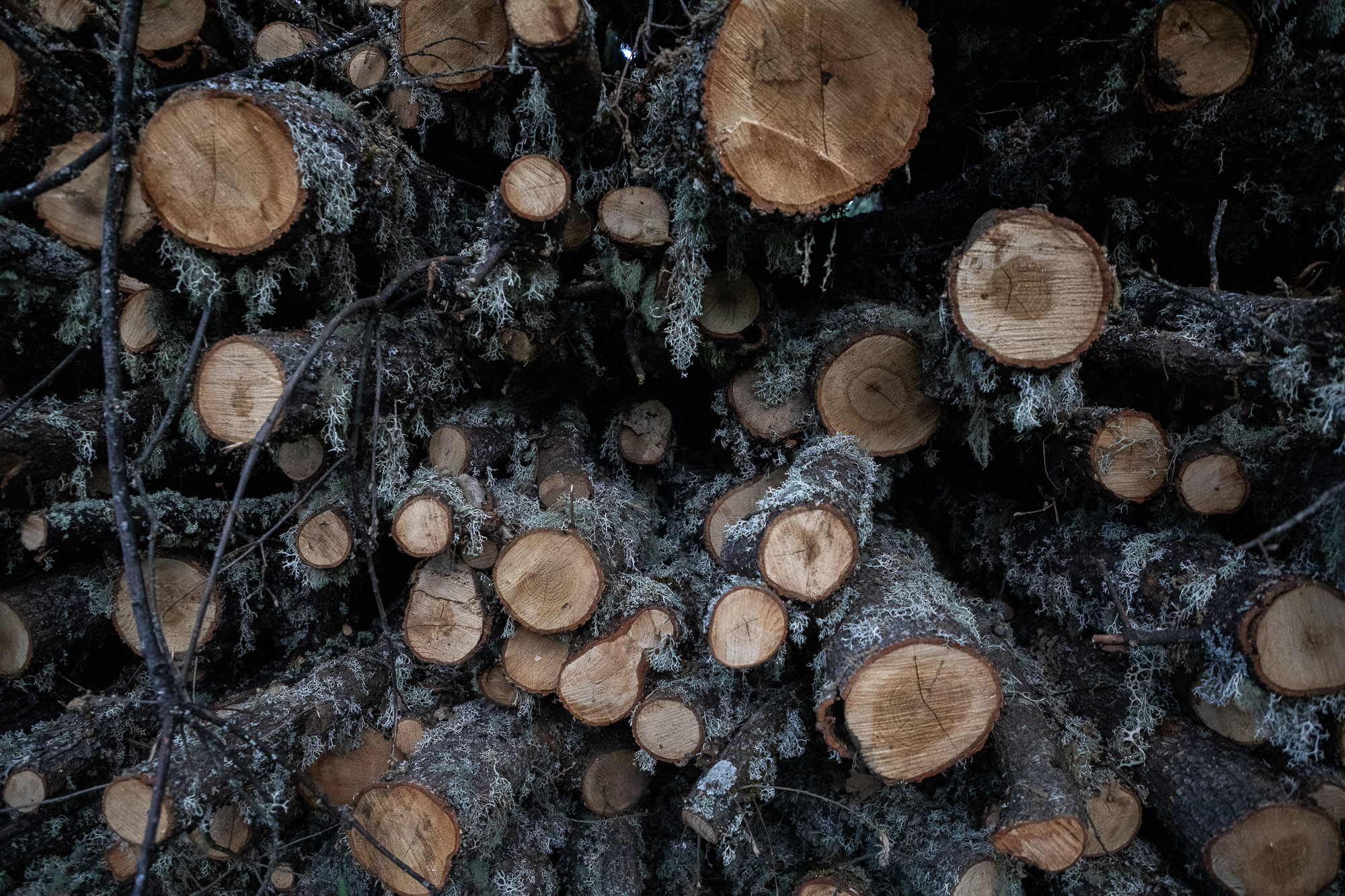 Forgarero Utilizacion leña